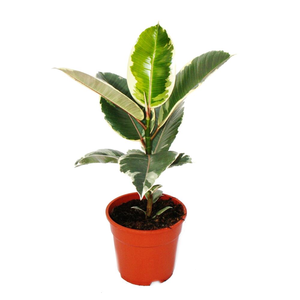 White Colourful rubber tree Ficus elastica Tineke 17cm pot