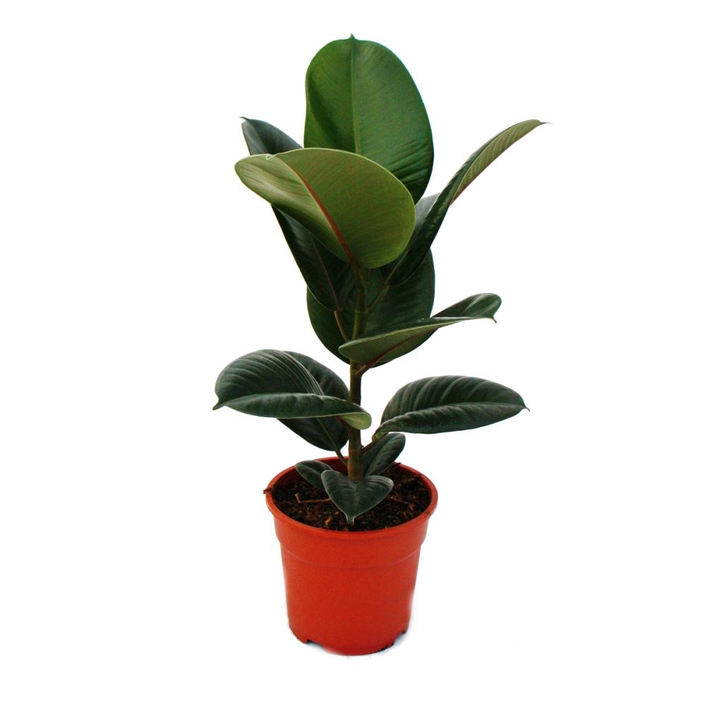 rubber tree duo - set of 2 with 2 different ficus elastica plant -. 1