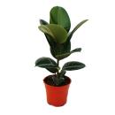 Rubber Tree Duo - Lot de 2 avec 2 types darbres à caoutchouc différents Ficus elastica Plantes - Pot de 17cm