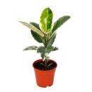 Gummibaum-Duo - 2er Set mit 2 versch. Ficus elastica...