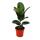 Rubber Tree Duo - set of 2 with 2 different Ficus elastica plant -. 17cm pot