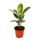 Rubber Tree Duo - set of 2 with 2 different Ficus elastica plant -. 17cm pot
