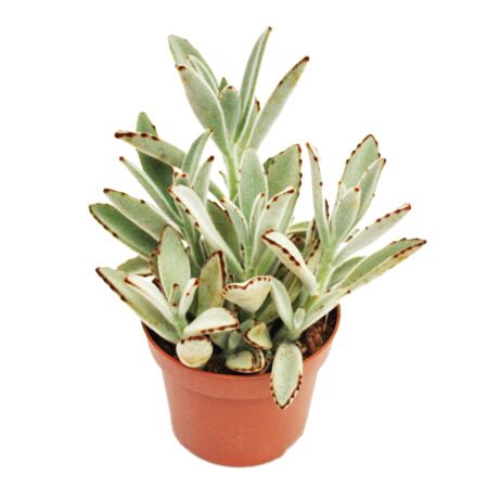 Kalanchoé tomentosa - oreilles de lapin - en pot de 8,5cm