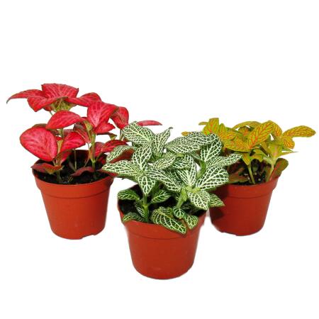 Set de 3 Fittonia de couleurs différentes, feuille en filet argenté, plante mosaïque, pot de 9cm