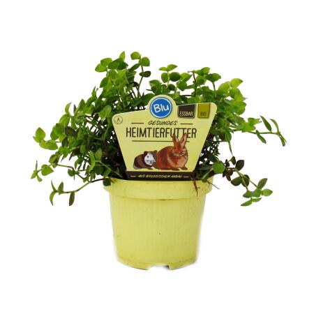 Plante alimentaire pour animaux de compagnie - Callisia repens - Nourriture vitale pour lapins, oiseaux dornement, reptiles, hamsters et cobayes