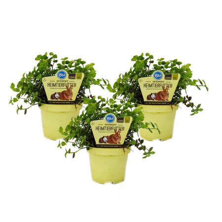 Ensemble de 3 plantes alimentaires pour animaux de compagnie - Callisia repens - Nourriture vitale pour lapins, oiseaux dornement, reptiles, hamsters et cobayes