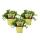 Set mit 3 Futterpflanzen f&uuml;r Heimtiere - Callisia repens - Vitalfutter f&uuml;r Kaninchen, Zierv&ouml;gel, Reptilien, Hamster und Meerschweinchen