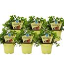 Set with 6 forage plants for pets - Callisia repens - Vital food for rabbits, ornamental birds, reptiles, hamsters and guinea pigs