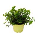 Set with 6 forage plants for pets - Callisia repens - Vital food for rabbits, ornamental birds, reptiles, hamsters and guinea pigs