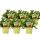 Set mit 6 Futterpflanzen für Heimtiere Callisia repens Vitalfutter für Kaninchen, Ziervögel, Reptilien, Hamster und Meerschweinchen