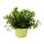 Set mit 6 Futterpflanzen f&uuml;r Heimtiere - Callisia repens - Vitalfutter f&uuml;r Kaninchen, Zierv&ouml;gel, Reptilien, Hamster und Meerschweinchen