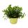 Set with 6 forage plants for pets - Callisia repens - Vital food for rabbits, ornamental birds, reptiles, hamsters and guinea pigs