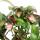 Schneerose Helleborus Angel Glow - rosablühend - mit vielen Knospen  - im 19cm Topf