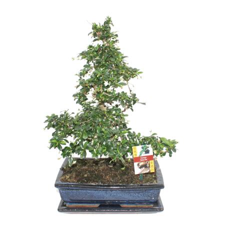 Bonsai Fukientee - Carmona microphylla - ca. 12-15 Jahre