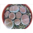 Lithops - Lebender Stein - mehrere Pflanzen im 8,5cm Topf