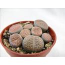 Lithops - Living Stone - several plants in 8,5 cm pot