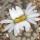 Lithops - Pierres vivantes - plusieurs plantes en pot de 8,5cm