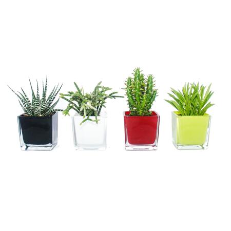 Overpot-Flowerpot glass cubes - different colors 6x6x6cm