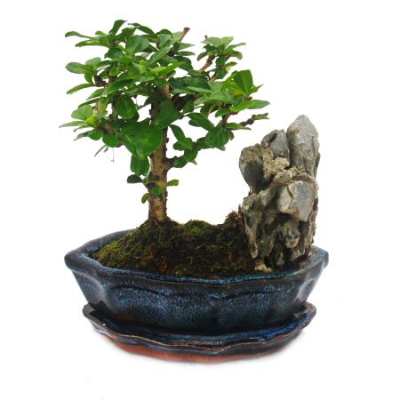 Bonsai Fukientea - Carmona microphylla - rock landscape - about 6 years