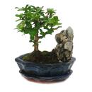 Bonsai Fukientea - Carmona microphylla - rock landscape -...