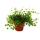 Zimmerpflanze - M&uuml;hlenbeckia complexa - Kiwi-Kn&ouml;terich -  12cm Topf