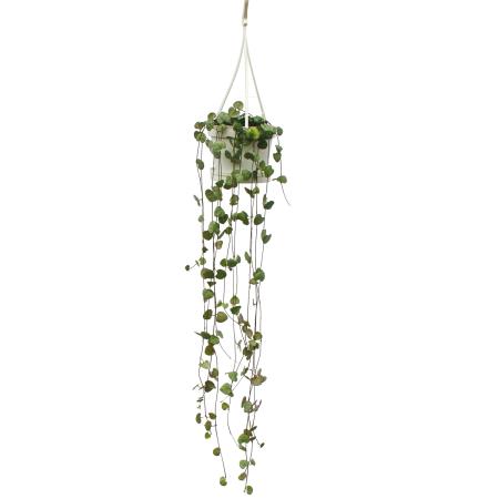 Zimmerpflanze zum H&auml;ngen - Ceropegia woodii - Leuchterblume - 10cm Ampel