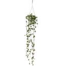 Flowering plant - Ceropegia woodii - Chandelier - 10cm Pot