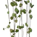 Flowering plant - Ceropegia woodii - Chandelier - 10cm Pot