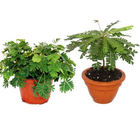 Set of 2 with moving plants - Biophytum and Mimosa pudica