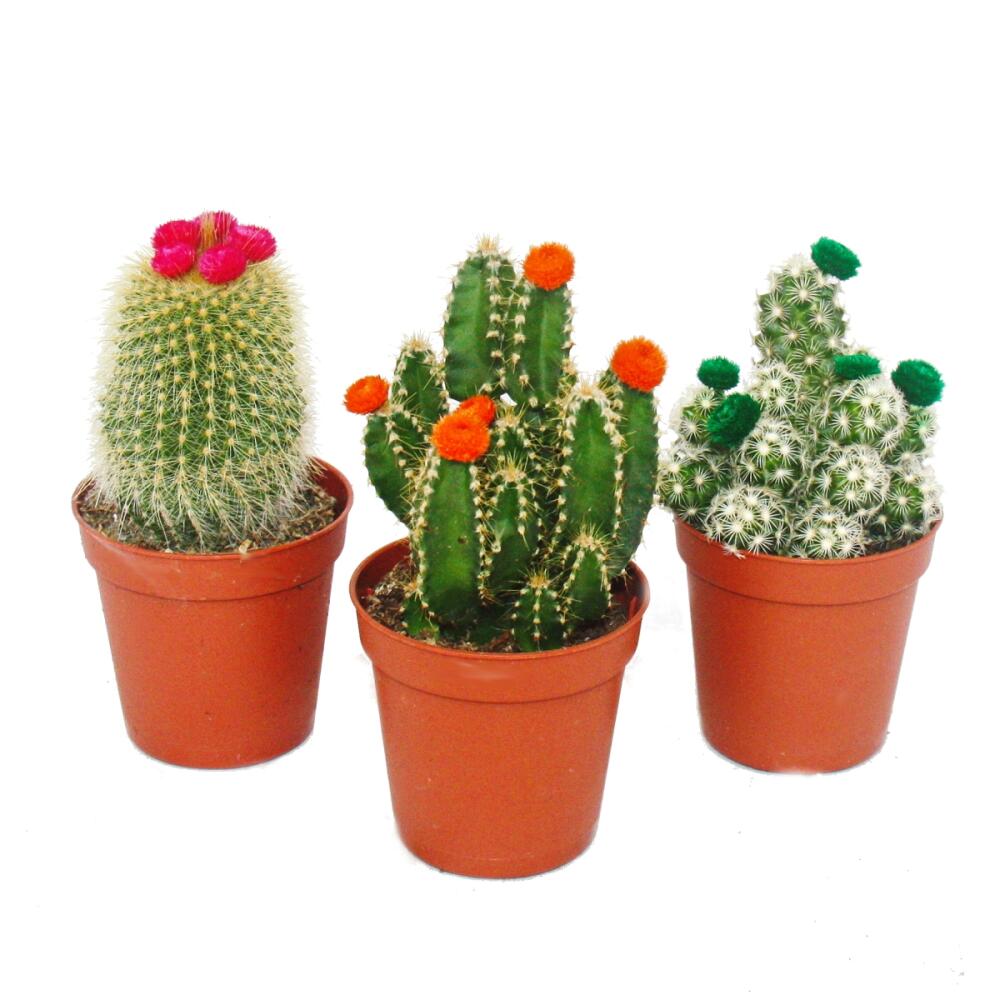 Kakteen-Set - 3 verschiedene Pflanzen im 5,5cm Topf mit bunten Strohb