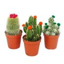 Cactus set - 3 different plants in a 5.5cm pot with colorful straw flowers