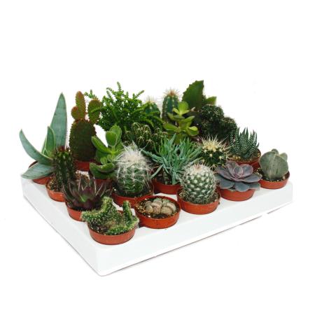Cacti and succulents - Starter Set XXL - 20 different plants in a 5.5cm pot