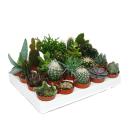 Cacti and succulents - Starter Set XXL - 20 different...