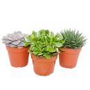 Set of 3 succulents - 3 different plants in a 12cm pot