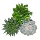 Set of 3 succulents - 3 different plants in a 12cm pot