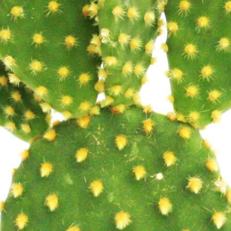 Opuntia microdasys - gelbstachliger Ohrenkaktus - im 8,5cm Topf