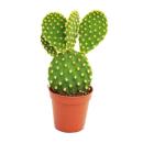 Opuntia microdasys - gelbstachliger ears cactus - in 8,5...
