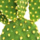 Opuntia microdasys - cactus &eacute;pineux jaune - dans un pot de 8,5cm