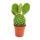 Opuntia microdasys - gelbstachliger ears cactus - in 8,5 cm pot