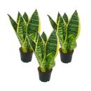 Set of 3 Sanseveria laurentii trafasciata - green yellow - 9cm pot, approx. 20-25cm total height