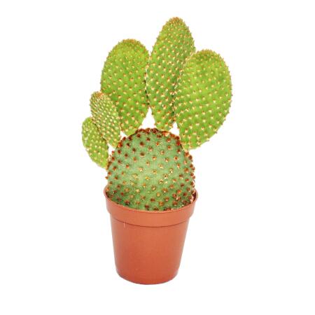 Opuntia microdasys rufida - rotstachliger ears cactus - in 8.5 cm