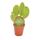 Opuntia microdasys rufida - cactus &eacute;pineux rouge - en 8,5cm
