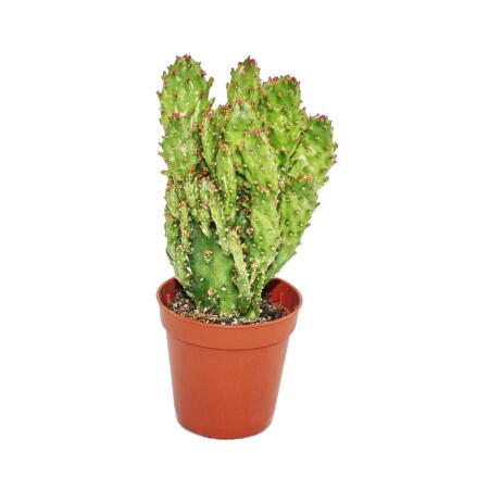 Opuntia monacantha variegata - mittelgrosse Pflanze im 8,5cm Top