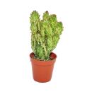 Opuntia monacantha variegata - plante de taille moyenne...