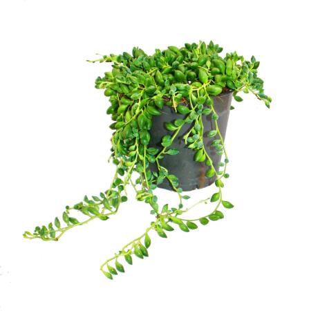 String of Pearls - Senecio herreanus in 12cm Pot