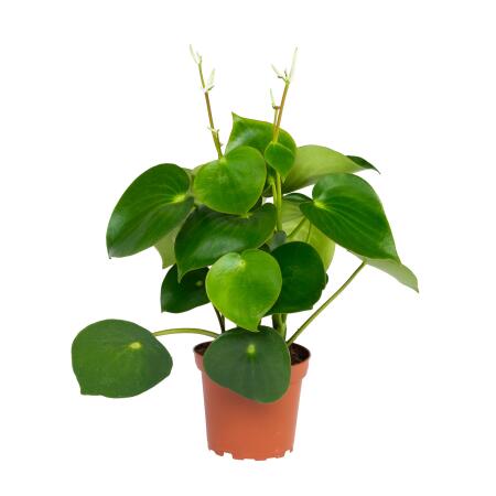 Poivre nain de Peperomia "Goutte de pluie" en pot de 12cm