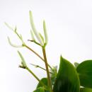 Poivre nain de Peperomia "Goutte de pluie" en pot de 12cm