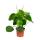 Peperomia Raindrop - Plant 12cm Pot