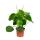 Poivre nain de Peperomia "Goutte de pluie" en pot de 12cm