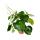 Poivre nain de Peperomia "Goutte de pluie" en pot de 12cm